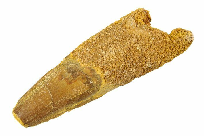 Fossil Spinosaurus Tooth - Feeding Worn Tip #354761